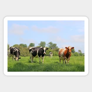 herd of cows Sticker